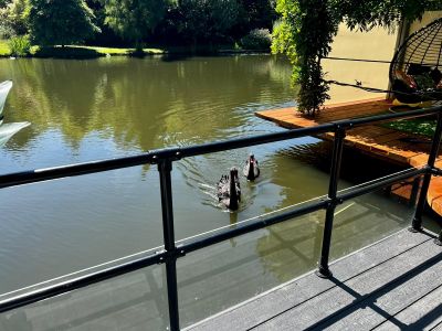 Swans saying hello at the Cruiser jetty