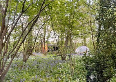 The Cabin Bluebells in Spring